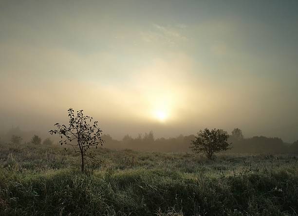 autunno con nebbia - masuren foto e immagini stock