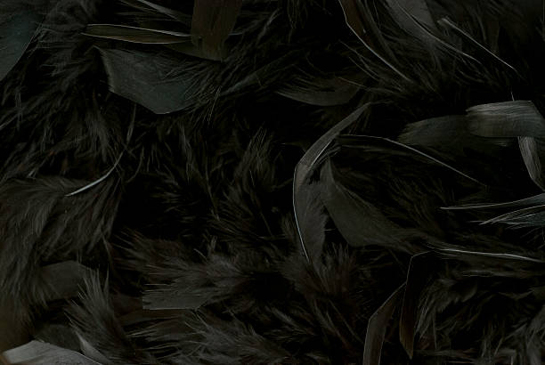 istock close up of black Feathers - textured background 477303009