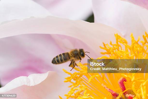 Honeybee At Work Stock Photo - Download Image Now - 2015, Animal Body Part, Animal Wing