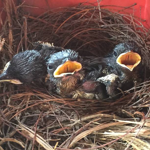 istock Little oriental magpie robins nestled in mailbox 477307206