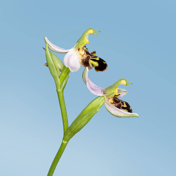 abelha orquídea pormenor sobre céu azul. ophrys apifera. mimicry natural, - aky imagens e fotografias de stock