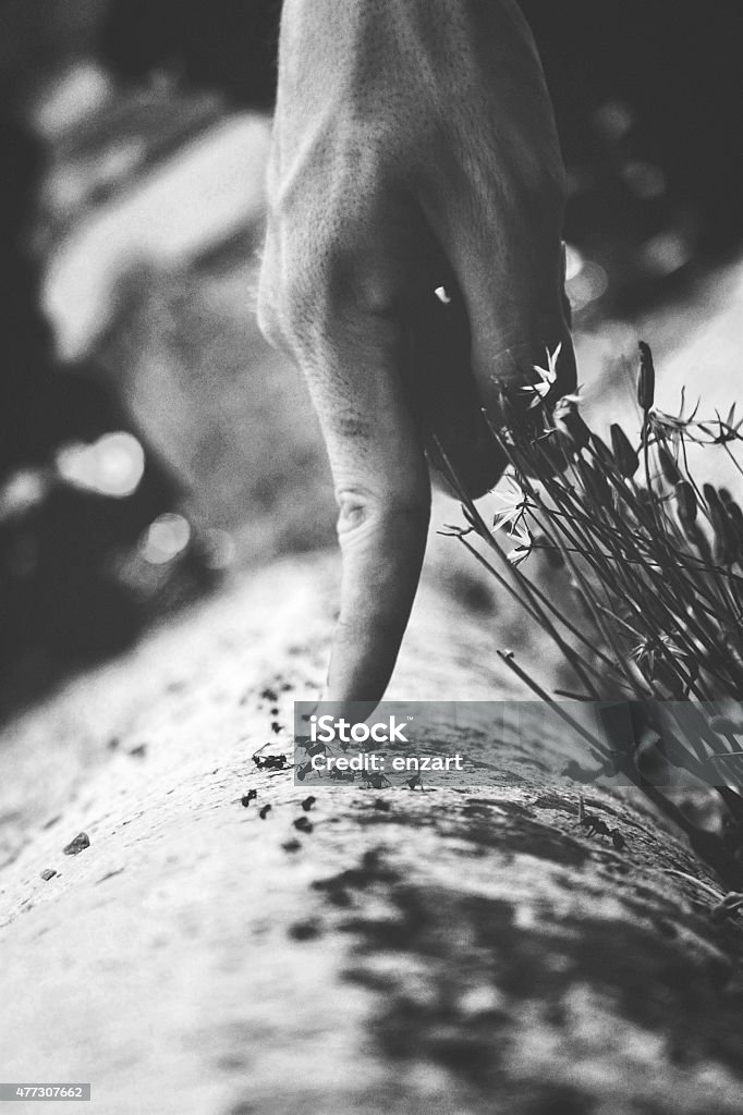 finger on ants finger invade line of ants 2015 Stock Photo