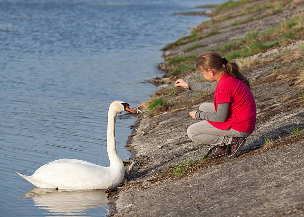 istock Little girl feeding swan 477308619