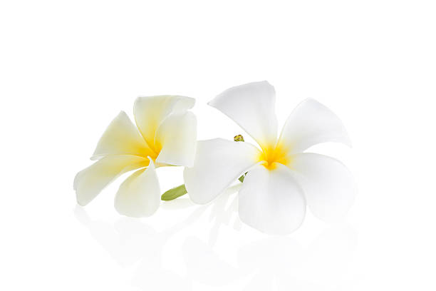 istock frangipani flower isolated white background 477312434