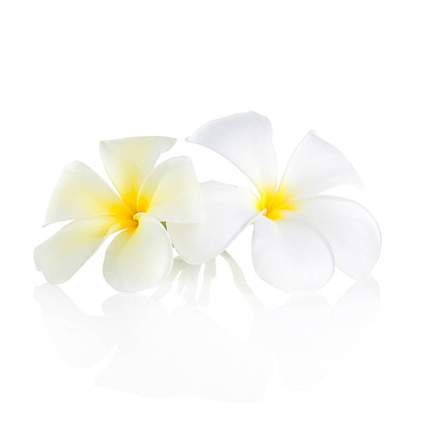 istock frangipani flower isolated white background 477312438
