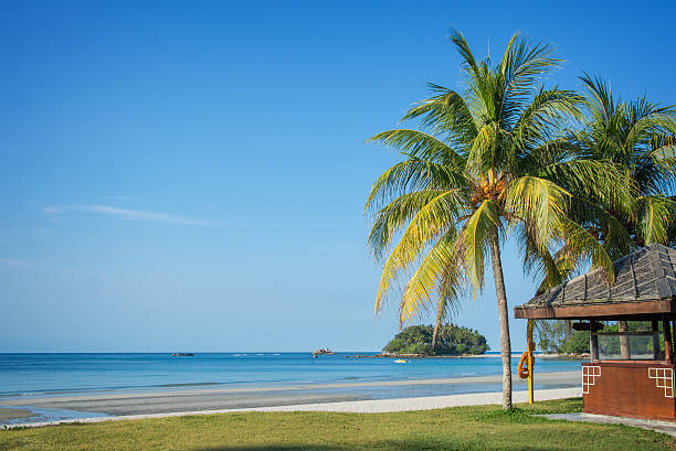 Tropical beach landscape with palm trees