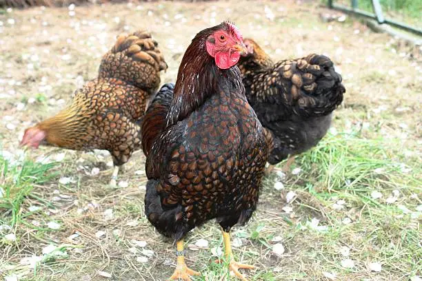 Hen, Cock, Free living Golden Laced Wyandotte Chicken yellow black fringed