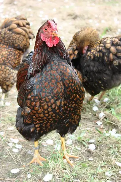 Hen, Cock, Free living Golden Laced Wyandotte Chicken yellow black fringed