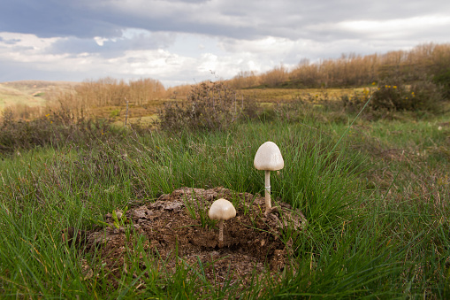 Landscape with mushrooms (Panaeolus semiovatus) in the foreground, on herbivore dung - Paisaje con setas  ( Panaeolus semiovatus ) en primer plano,  sobre excremento de animal herbivoro
