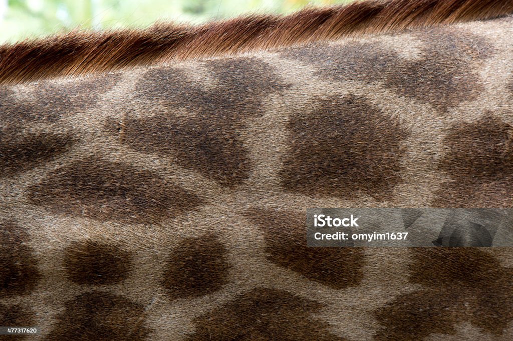 Giraff skin of Giraff 2015 Stock Photo