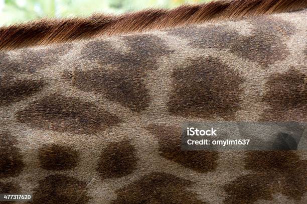 Giraff Stock Photo - Download Image Now - 2015, Animal, Animal Body