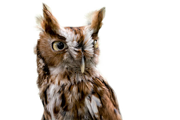 istock Eastern Screech Owl Isolated 477317796
