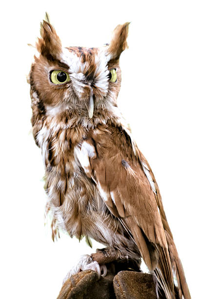 istock Eastern Screech Owl Isolated 477317798