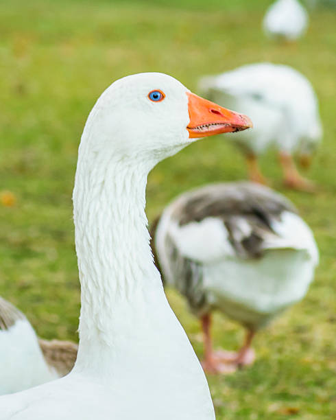 istock Group of Geese at Park 477322816