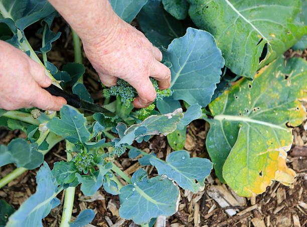 istock Green broccoli growing in organic garden. 477322847