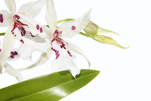 orquídeas blancas con manchas de color púrpura - zu hell fotografías e imágenes de stock