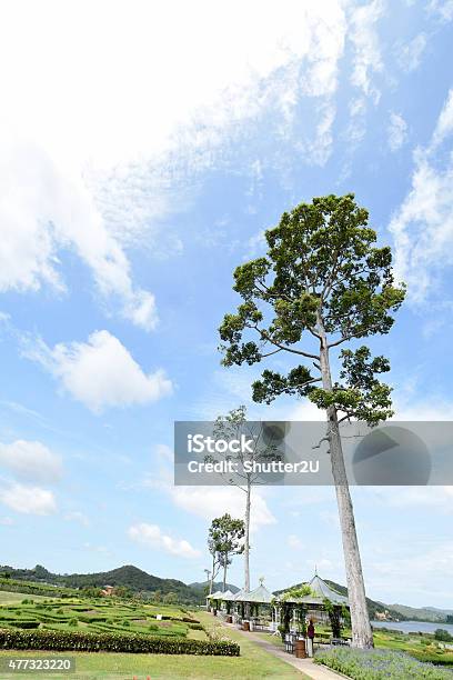 The 100 Years Old Of Big Tree In Front Of The Sky Stock Photo - Download Image Now - 2015, Agricultural Field, Beautiful People