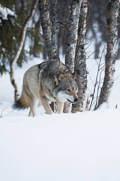 un lupo intrufolarsi nella foresta - wolf norway woods winter foto e immagini stock