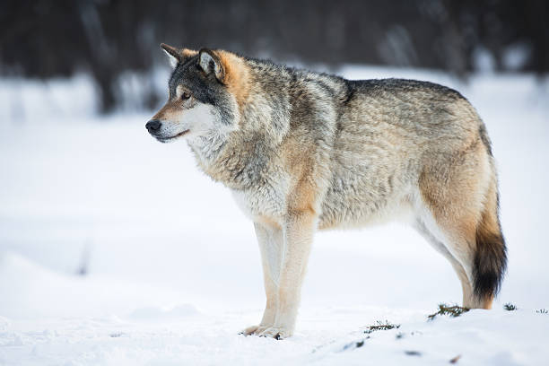 un lupo sulla neve - wolf norway woods winter foto e immagini stock