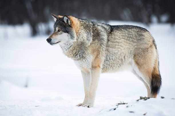 um lobo na neve - wolf norway woods winter - fotografias e filmes do acervo