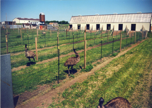 Emu enjoy long runs, vegatation and sunshine.
