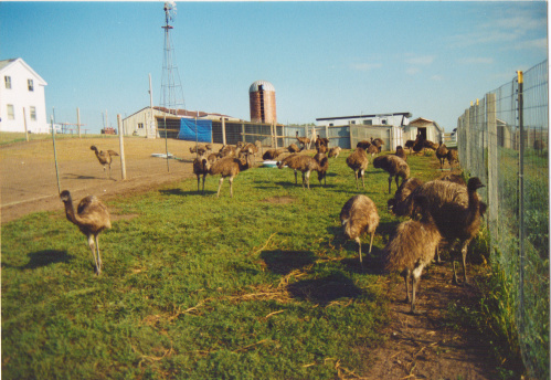 Emu enjoying the Minnesota sun and vegitation on a warm sunny day.