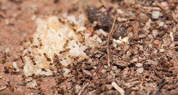 Ant teamwork stock photo