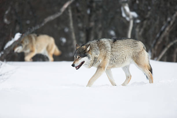 dois wolves na neve - wolf norway woods winter imagens e fotografias de stock