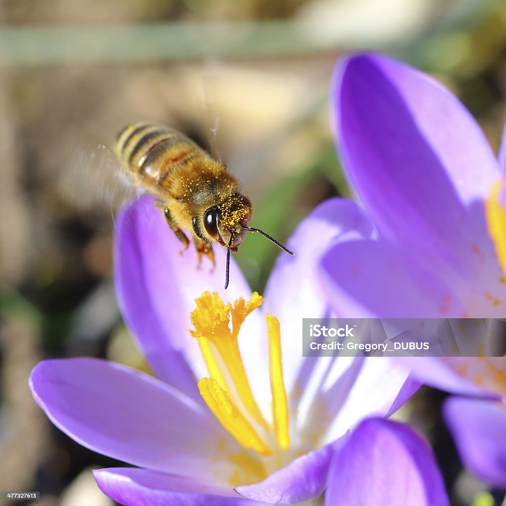 Bee flying on Crocus square format Macro shot of a honey bee flying on crocus purple flower bed for the first pollinating in early spring. Blurred motion beacause of speed of the wing. Square composition shot. Animal Stock Photo