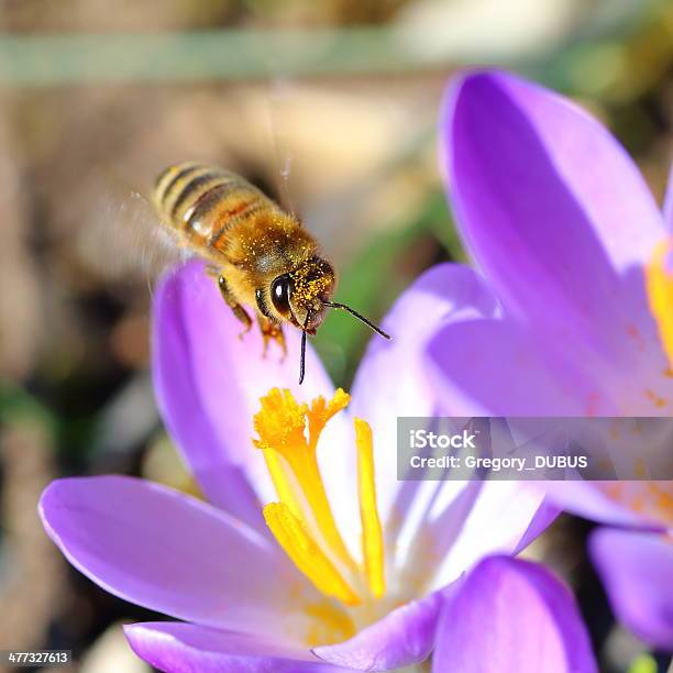 Bee Flying On Crocus Square Format Stock Photo - Download Image Now - Animal, Animal Body Part, Animal Wing