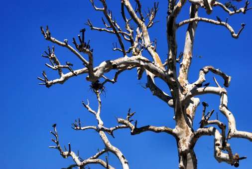 tree branch on blue sky backround