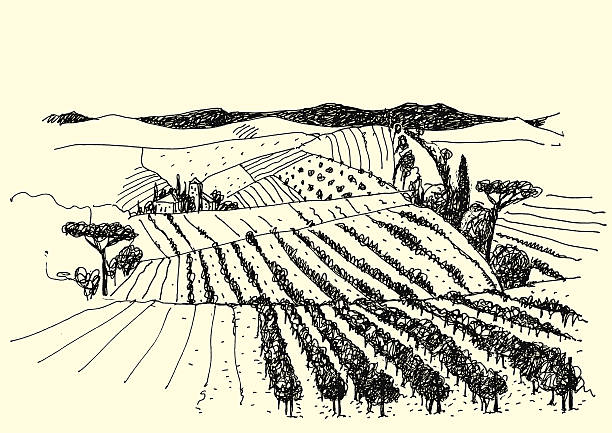 vineyard landscape vineyard landscape ink pen picture - vector farmer drawings stock illustrations