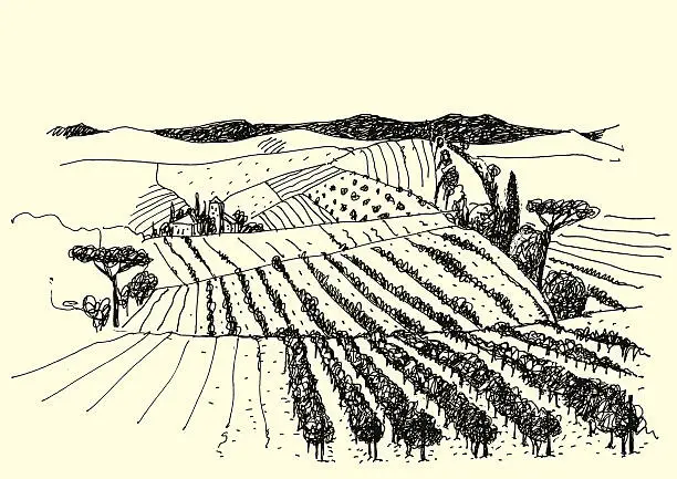 Vector illustration of vineyard landscape