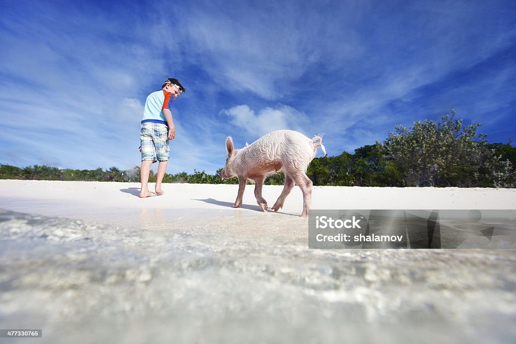 Boy on Exuma vacation Boy with swimming pig of Exuma beach, Bahamas Pig Stock Photo