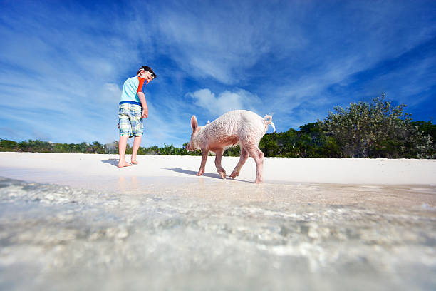 Boy on Exuma vacation Boy with swimming pig of Exuma beach, Bahamas exuma stock pictures, royalty-free photos & images