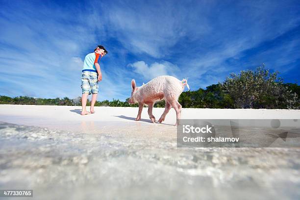 Boy On Exuma Vacation Stock Photo - Download Image Now - Pig, Exuma, Beach