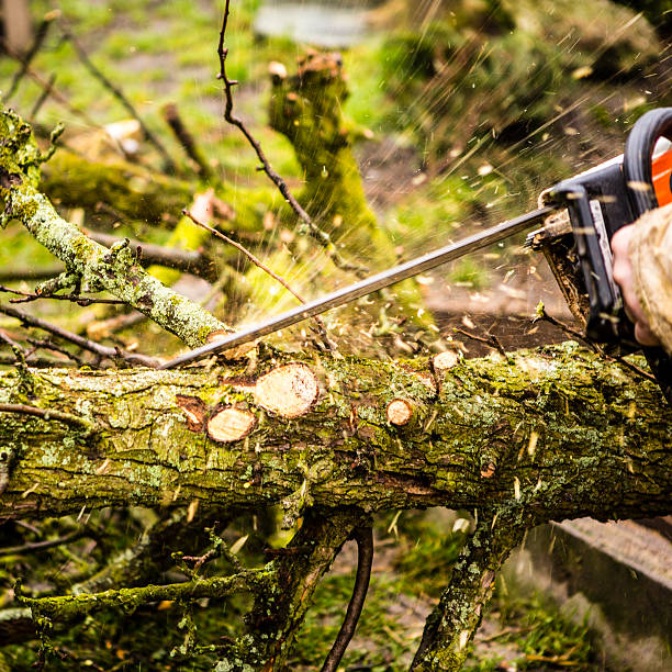 istock Man sawing a log in his back yard 477330979