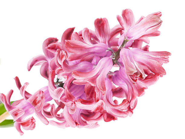 istock pink hyacinth on the white background 477331485