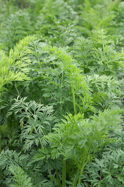 Grass of young carrots stock photo