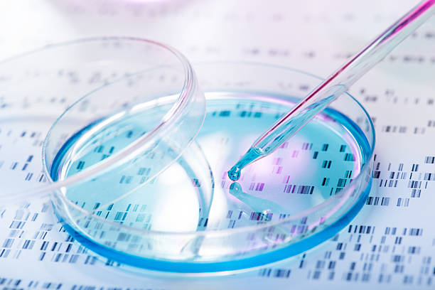 Genetic research DNA sample being pipetted into petri dish with DNA gel in background petri dish photos stock pictures, royalty-free photos & images
