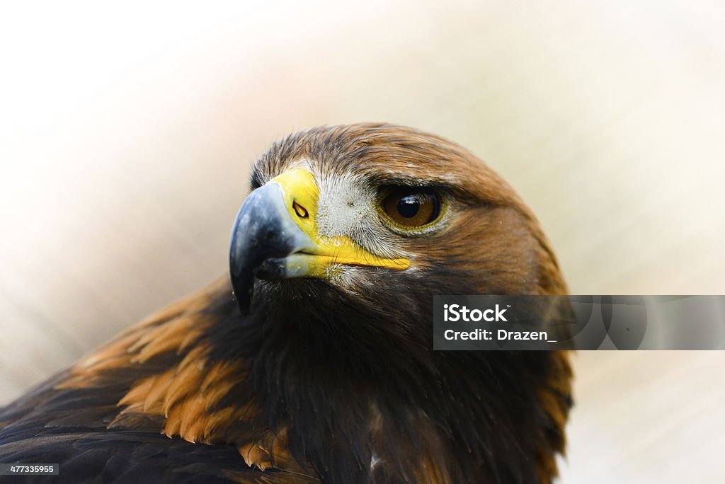 Eagle Eagle in the close up photo Animal Stock Photo