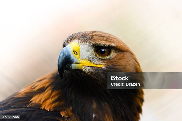 Eagle Stock Photo - Download Image Now - Animal, Animal Family, Animal Hair