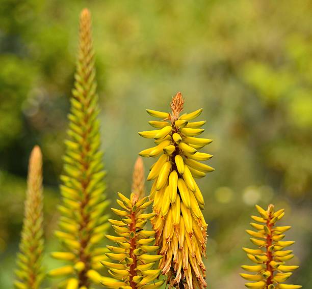 istock Wild flowers of aloe vera 477338434