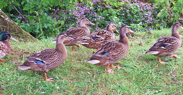 patos em movimento - walking bird teamwork water bird imagens e fotografias de stock