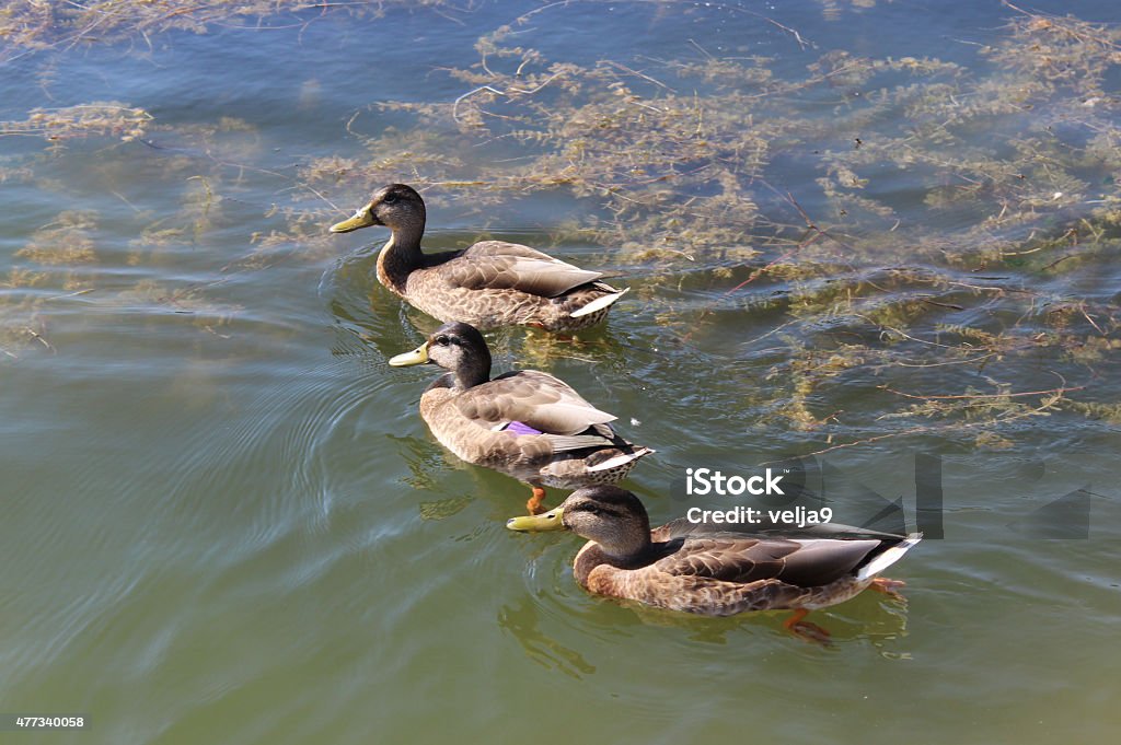 Three ducks Three ducks swimming on the lake .. photographed in Kragujevac park in Serbia 2015 Stock Photo