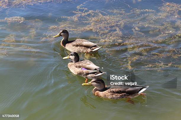 Three Ducks Stock Photo - Download Image Now - 2015, Bird, Duck - Bird