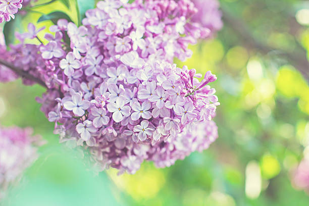 istock lilac flowers 477340092