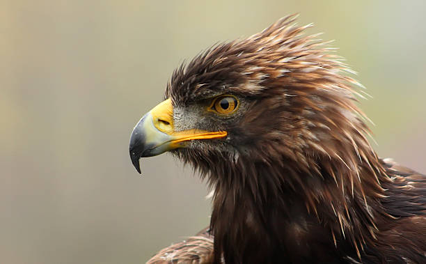 Eagle Head Close up shot of an eagle steppe eagle aquila nipalensis detail of eagles head stock pictures, royalty-free photos & images