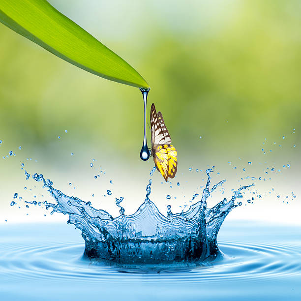 istock Water drop from green leaf and butterfly 477341523