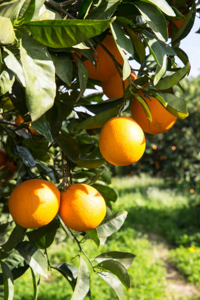 Oranges on the tree Oranges on the tree valencia orange photos stock pictures, royalty-free photos & images